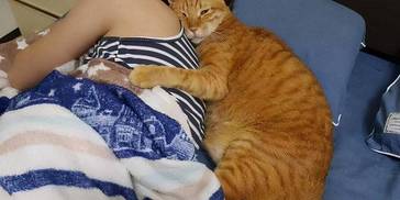 一只猫有这些行为，明显把你“当妈”了，别不知道
