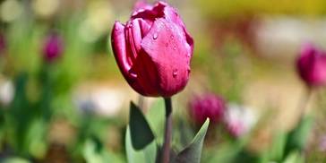 今天开始，四大生肖出门见贵人，财运上佳，日赚斗金