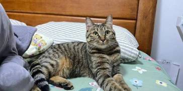 恭喜你！若狸花猫有这些表现，说明被你“养熟”了！