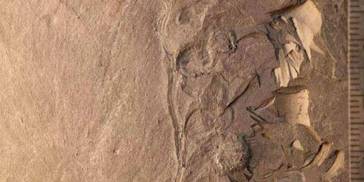 古生物学者发现约1.7亿年前的“花”