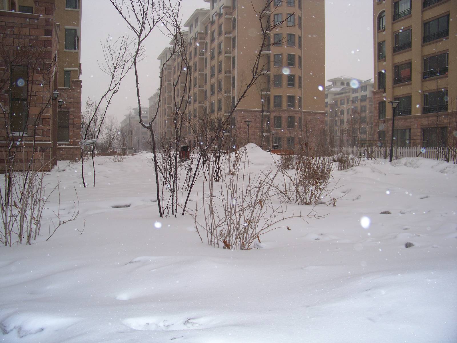 下雪啦 雪后随手拍