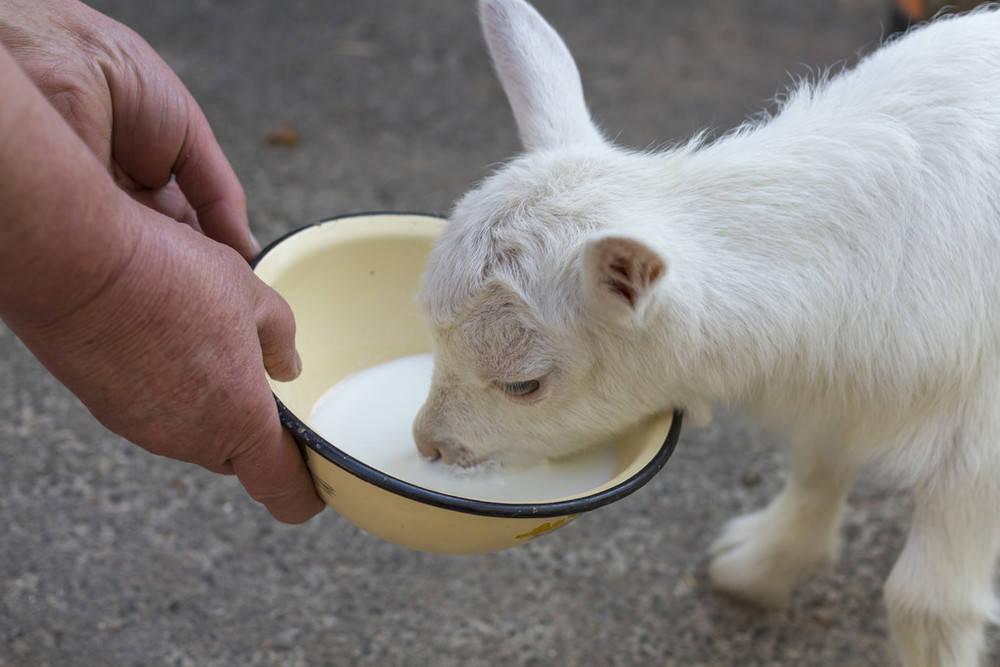 为什么说喝羊奶有利于美容养颜?羊大师有话说-搜狐大视野-搜狐新闻