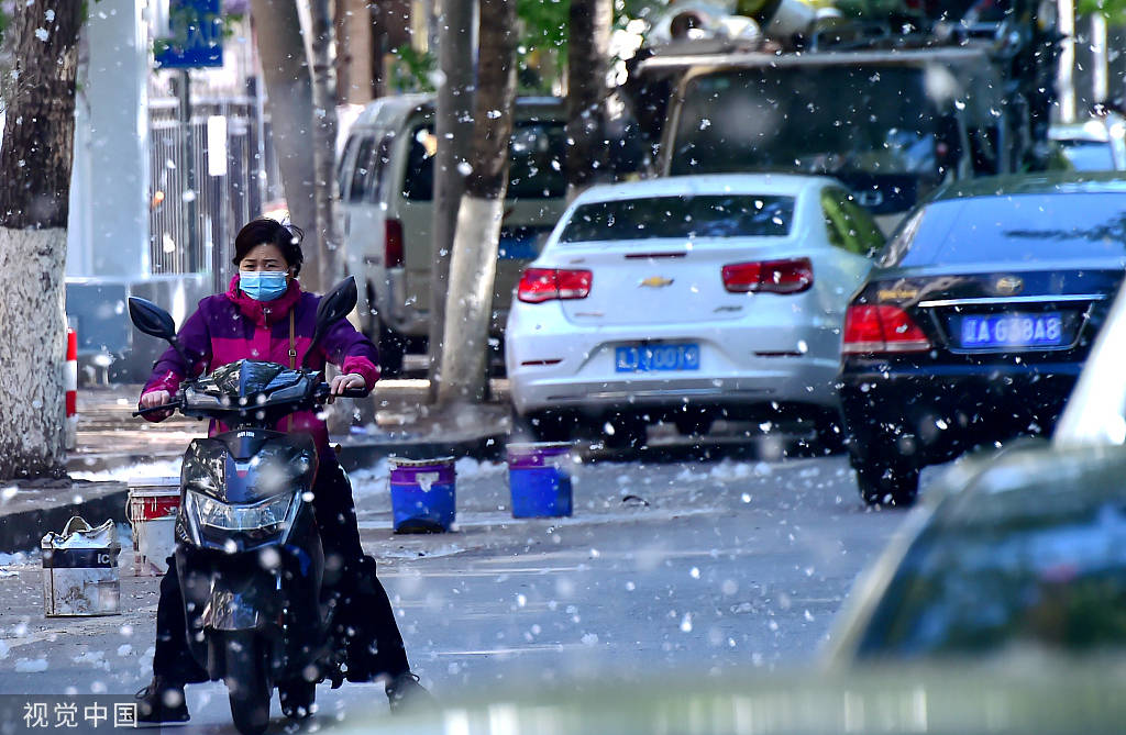 漫天飞舞沈阳街头柳絮飘扬犹如在下雪