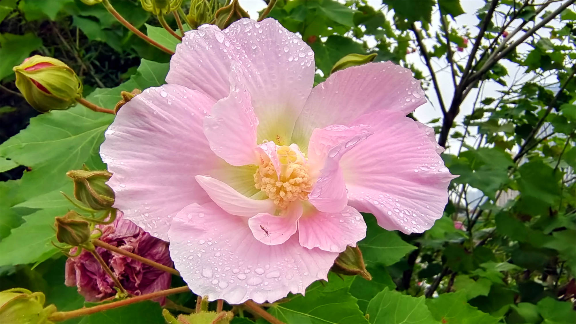 吉安随拍雨润木芙蓉花