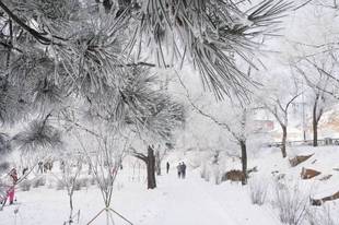 吉林松花江岸现雾凇美景