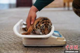 黑龙江14只虎宝宝降生