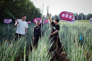 北京平谷大葱尝鲜季 游客跟大葱比身高