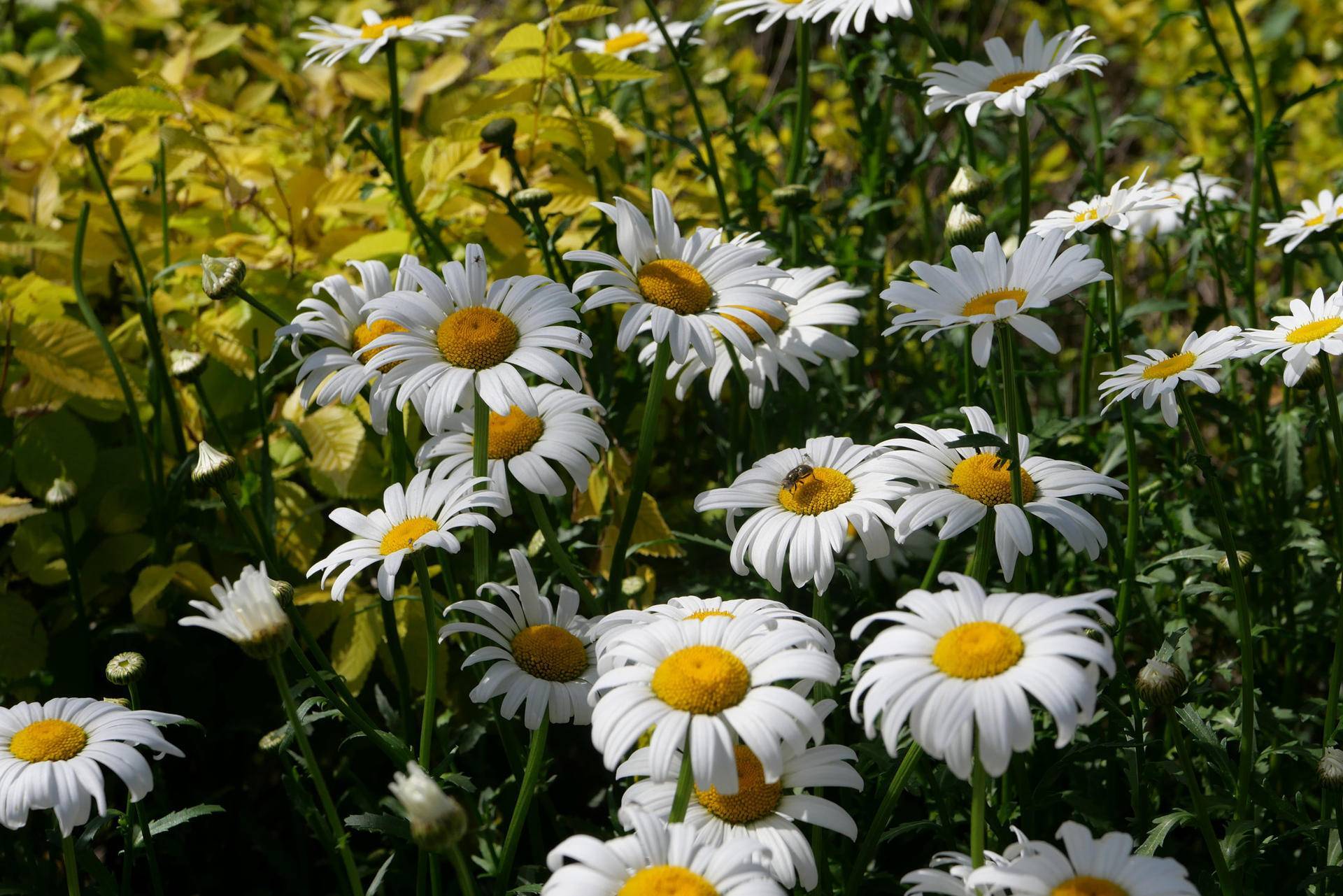 单反的最佳替代方案,松下lx100m2相机评测,样张养眼