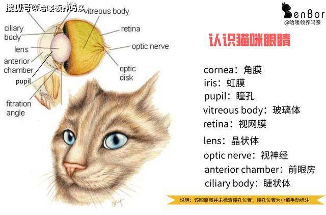 猫眼的原理 结构图图片