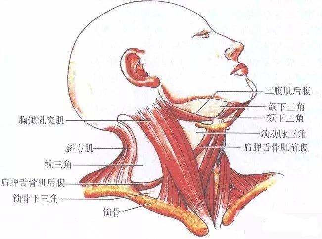 胸锁乳突肌深面图片