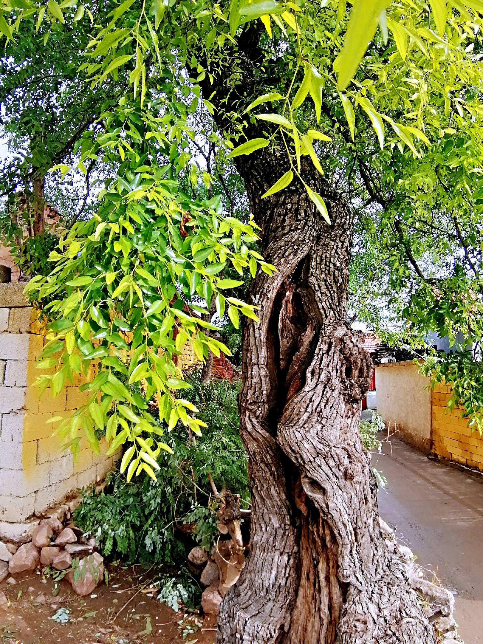 沂源县瓜峪村有一棵500多年的酸枣树