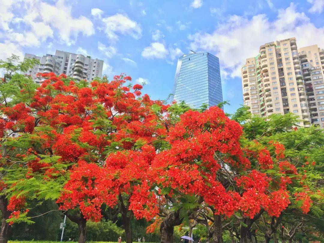 深圳紅了鳳凰花開這片花海即將刷屏