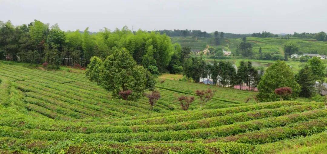 辞春迎夏采茶去，跟奇骏翻越茶山品香茗