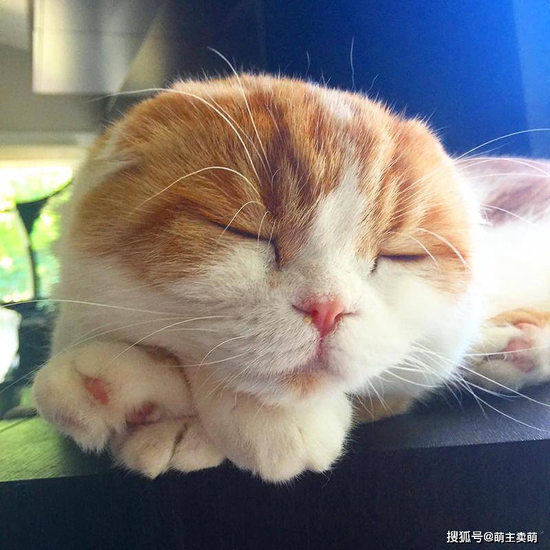 折耳猫就是这样安静乖巧