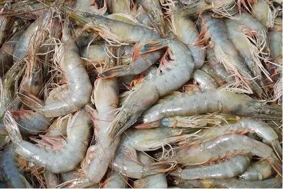 注意:色发红,身软,掉拖的虾不新鲜尽量不吃,腐败变质虾不可食;虾背上