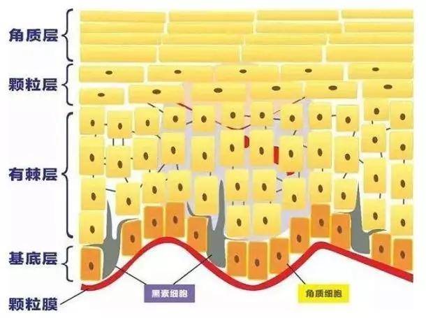 真皮層下面的筋膜層,介於淺層脂肪和麵部表情肌肉之間,是覆蓋整個面部