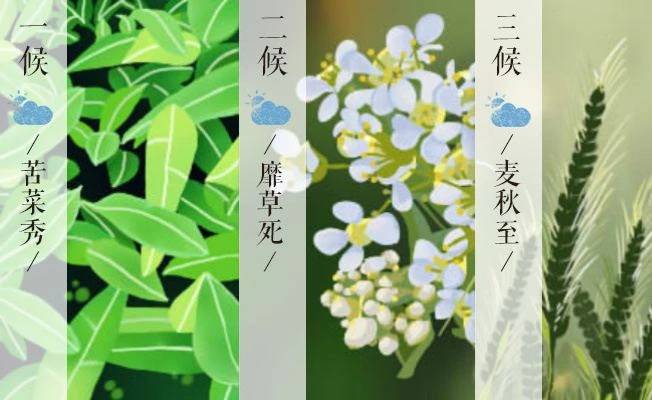 小满三候一候苦菜秀:小满之日"苦菜秀",苦菜,多年生菊科,春夏开花