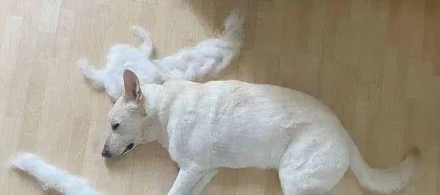 狗狗脱毛严重快成秃子,却被主人变成了缪斯,上天下海无所不能