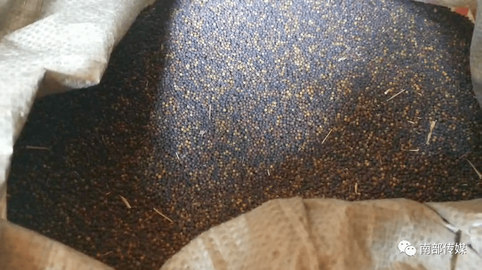 南部县柳树乡油菜大面积减产,村民收获一把辛酸泪,责任在谁?_种子