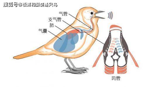 鸟类的运动器官图片