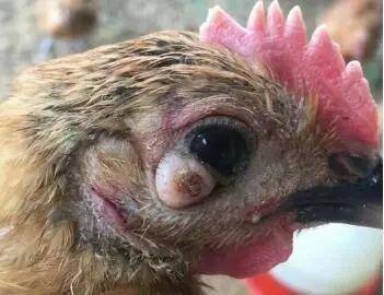 只有防范好这些,才能避免鸡传染性腺胃炎的发生