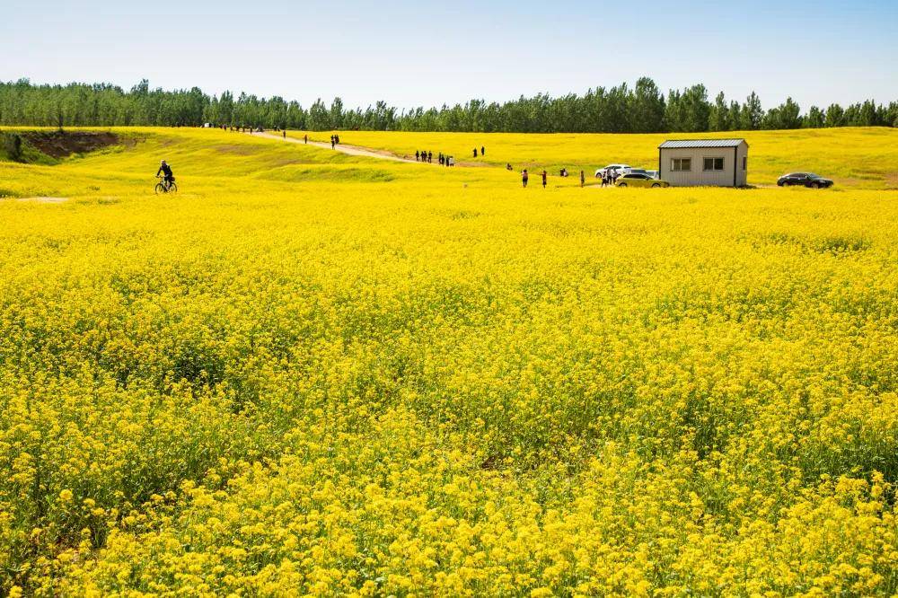 秦皇島四大油菜花田已綻放成海,美圖即將刷爆朋友圈!