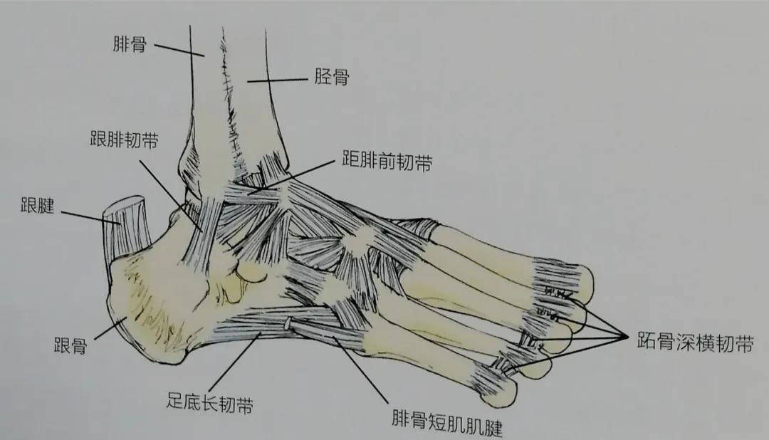 脚腕关节图片结构图图片