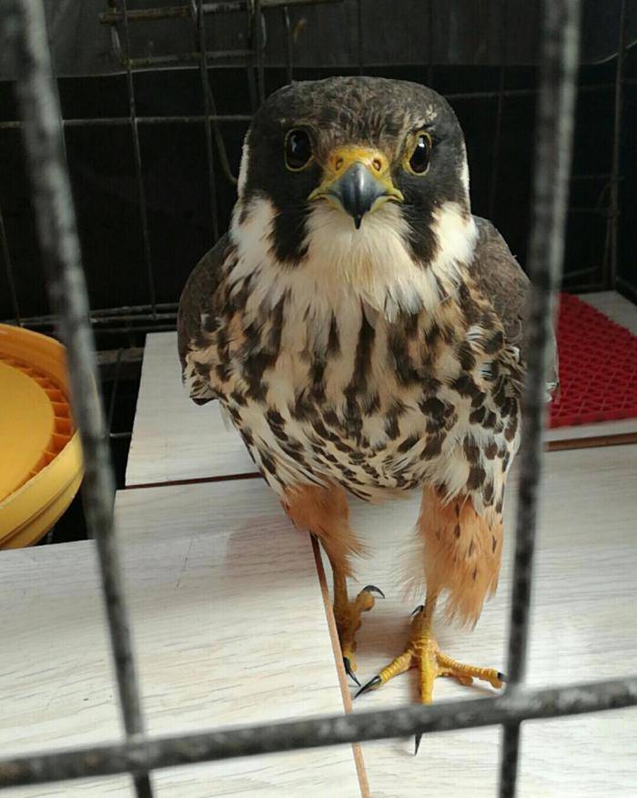 比如图中所示的这种燕隼,就是二级保护动物,如果捡到后处理不当可能把