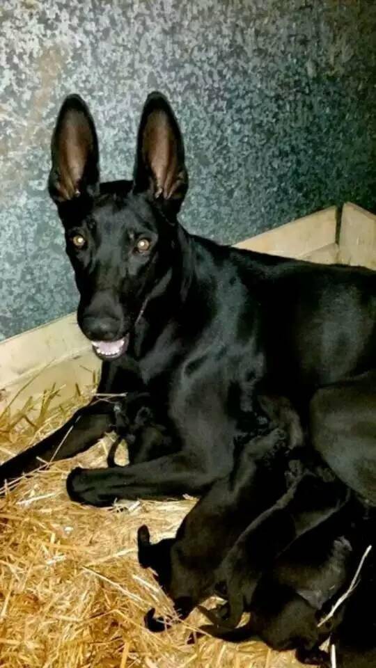 我国优秀犬种:墨界黑狼犬,你们了解多少