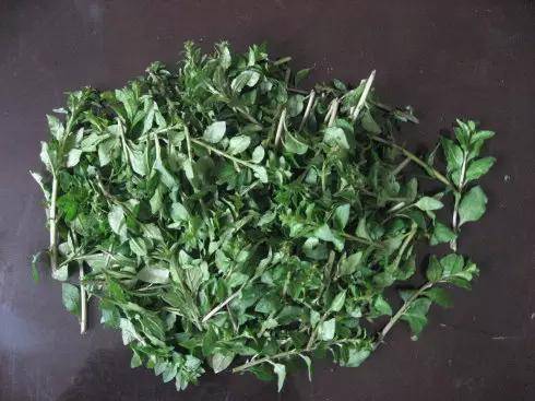 枸杞尖,主要别名枸杞菜,地棘,红珠仔刺,狗牙子等,为茄科属多年生灌木.