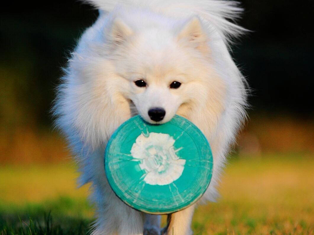 银狐犬:我长得这么帅气迷人,你却把我当成了那只憨厚的萨摩耶?