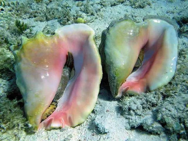 这种珍珠还有另一个特点,那就是,它并不在蚌的体内生长,而是产自一种