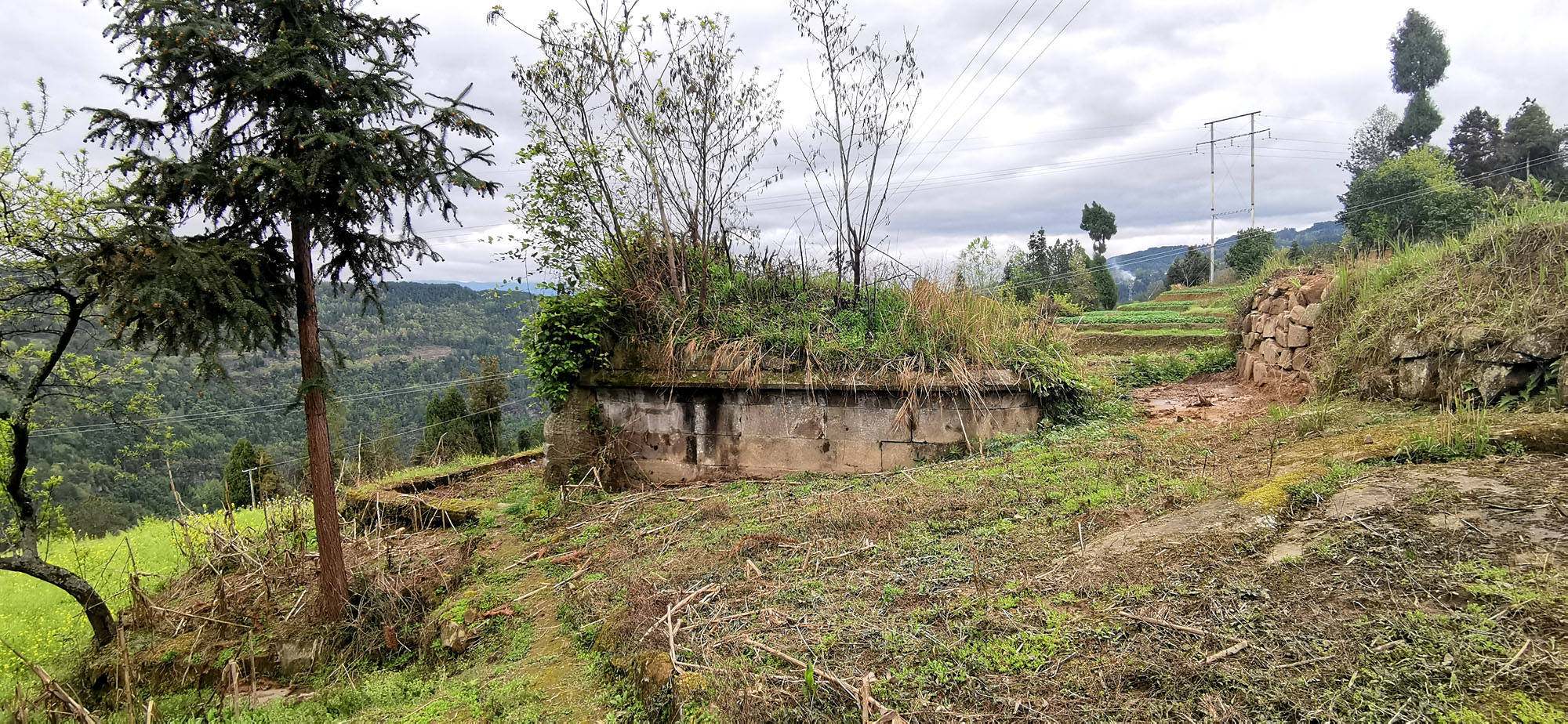 陈益峰:贴地笔穴,向氏后人全是老师