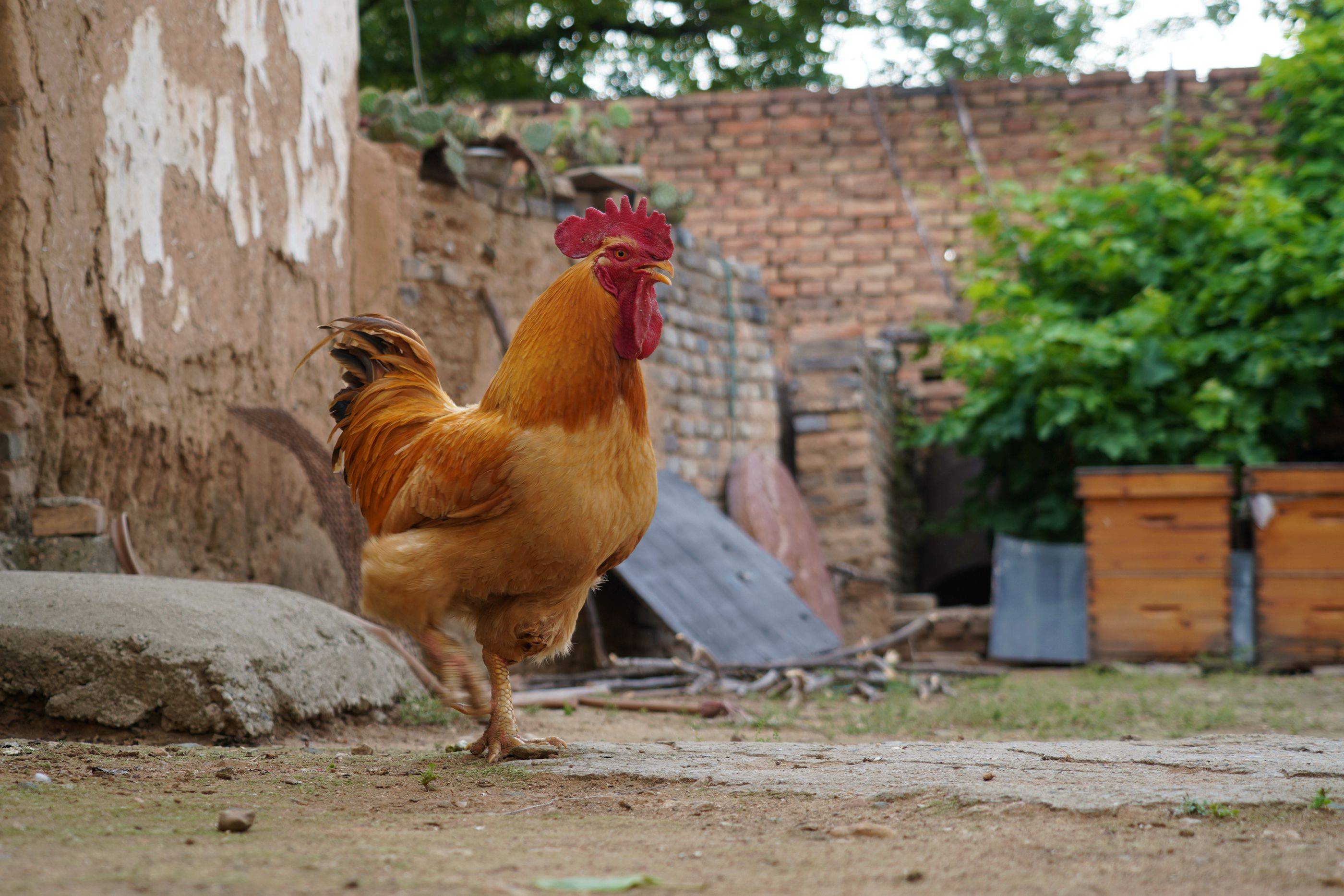 山西农村7旬大叔家有"凤凰鸡",能看家护院万元不卖,看啥样