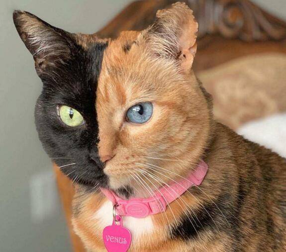 一只猫有两张脸,世界上最罕见的猫——双面猫