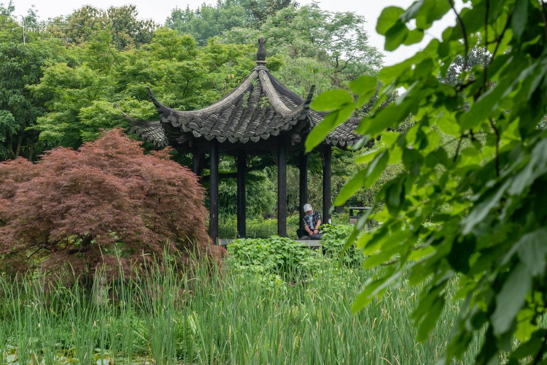 雨后的杭州花圃,郁郁葱葱,静谧安详