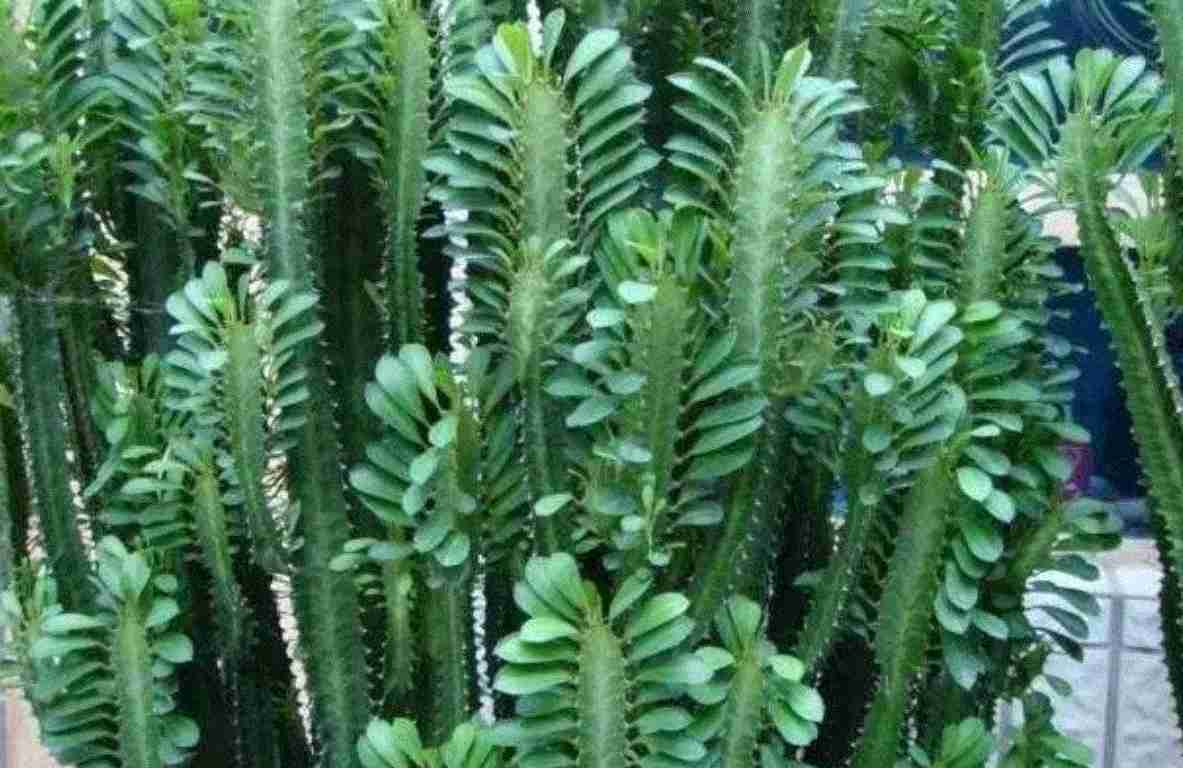 青龙骨养的像"假花"?记住3个诀窍,就能快速生长长爆盆!