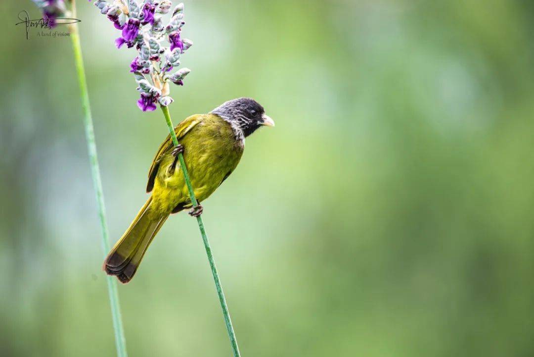 在杭州江洋畈生态公园经常可以看到这些绿鸟吃花