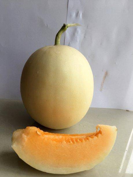 凌甜红玉厚皮甜瓜种子 抗病白皮红肉甜瓜品种