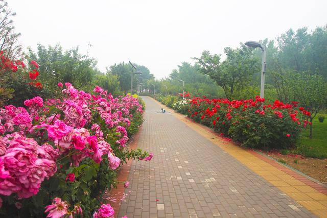 原创北京有个地铁可以开进来的公园,月季大道香气四溢,美得忘了归期