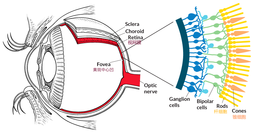 近视手术矫正视力15才是最好吗