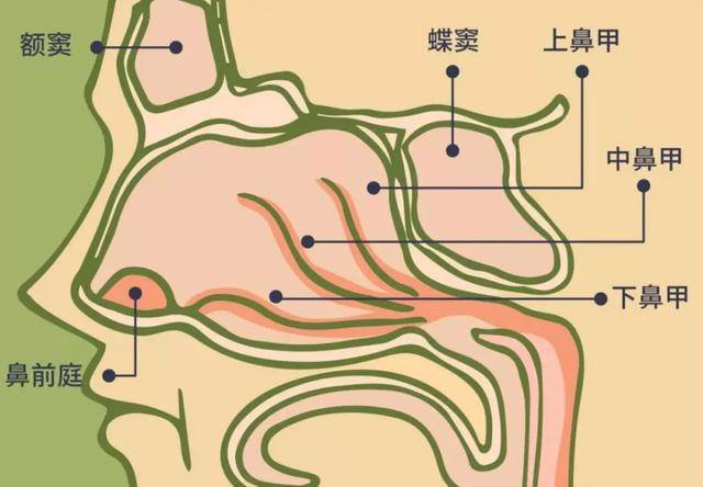 劝你别再挖鼻孔了看完这篇文章你可能想剁手