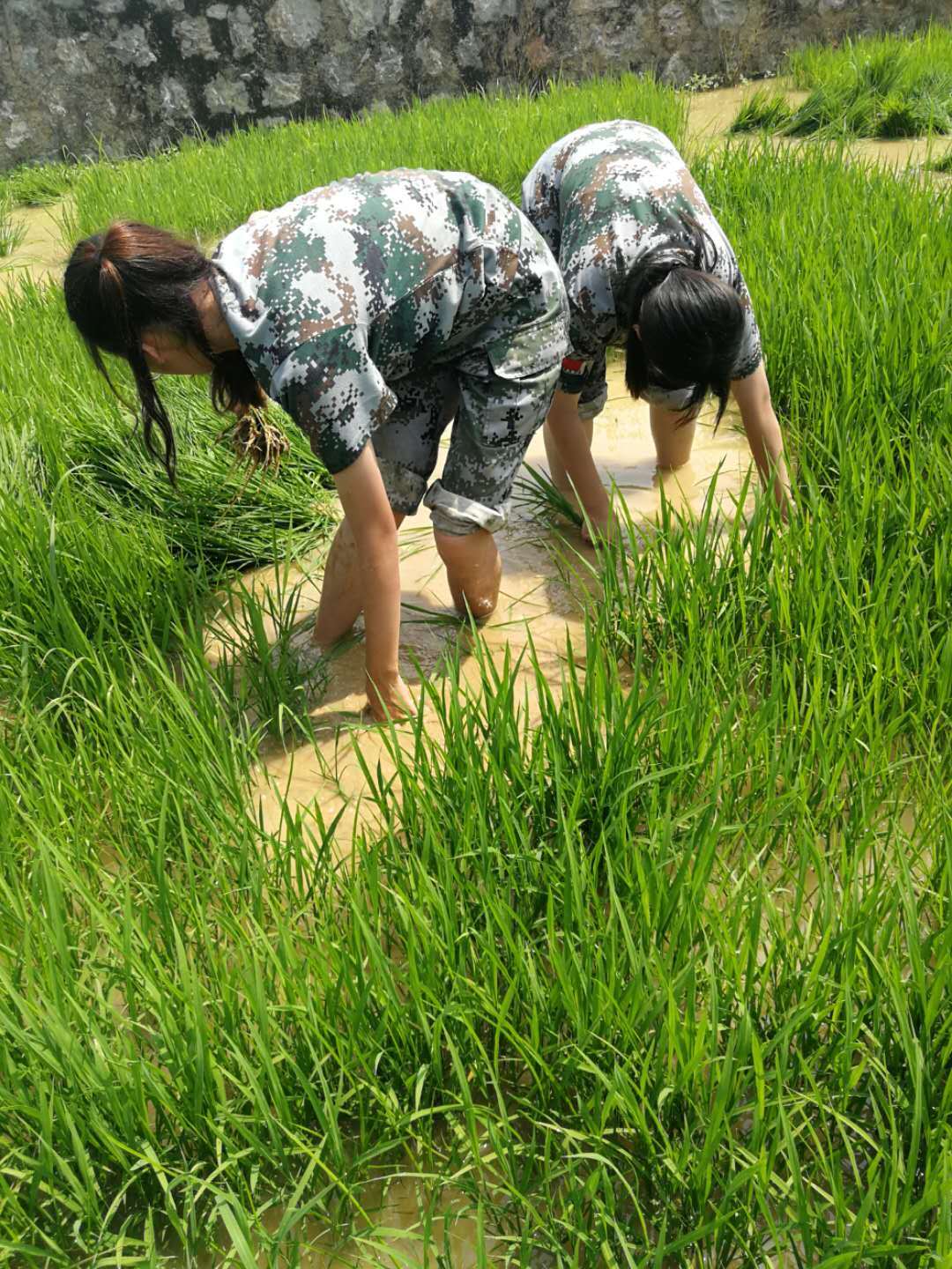 来自娄底青树坪的女生和同学在一起劳动农民叔叔孩子们一起插秧