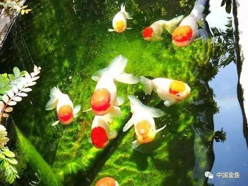 国人的这些养鱼讲究，的确有道理！-搜狐大视野-搜狐新闻