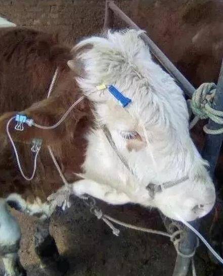 操作者在插入针头时不需要弯腰或蹲下.