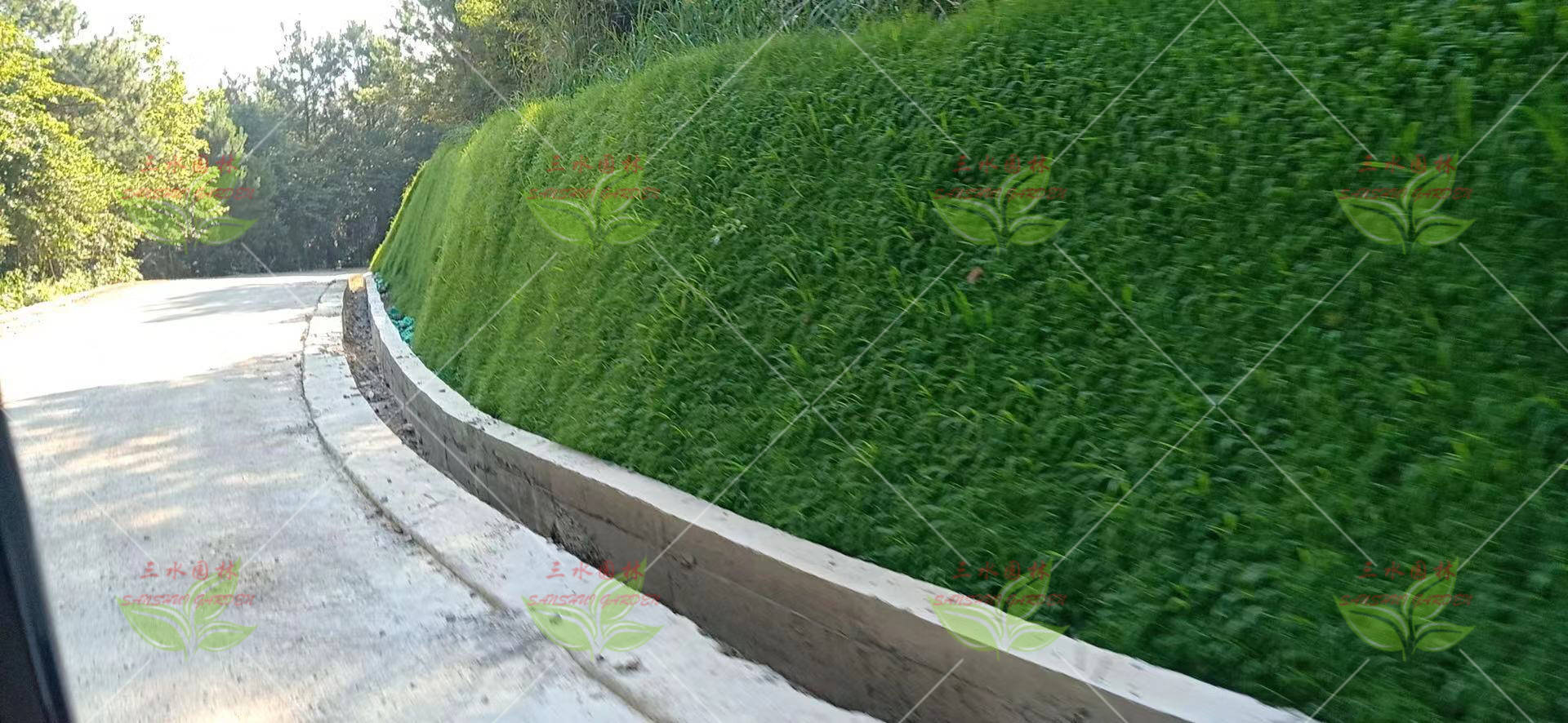 百慕大草坪的种植与养护技术
