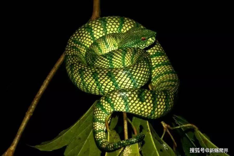 tropidolaemus subannulatus 铠甲蝮蛇