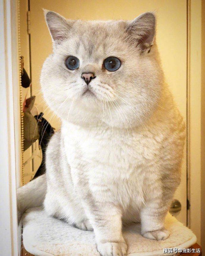这喵星人腮帮子大的哟绝对是有松鼠的基因
