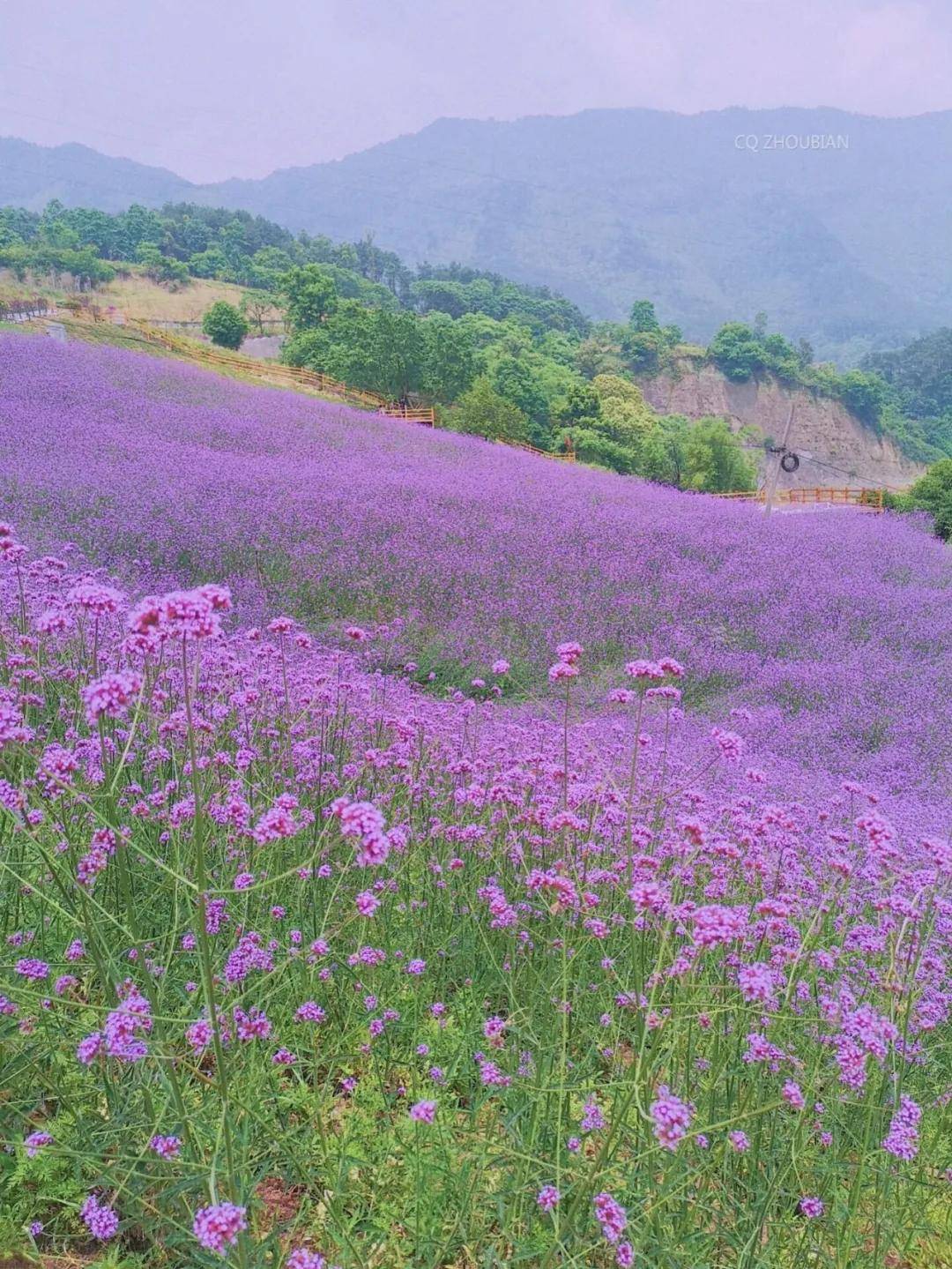 芦溪紫溪花海图片