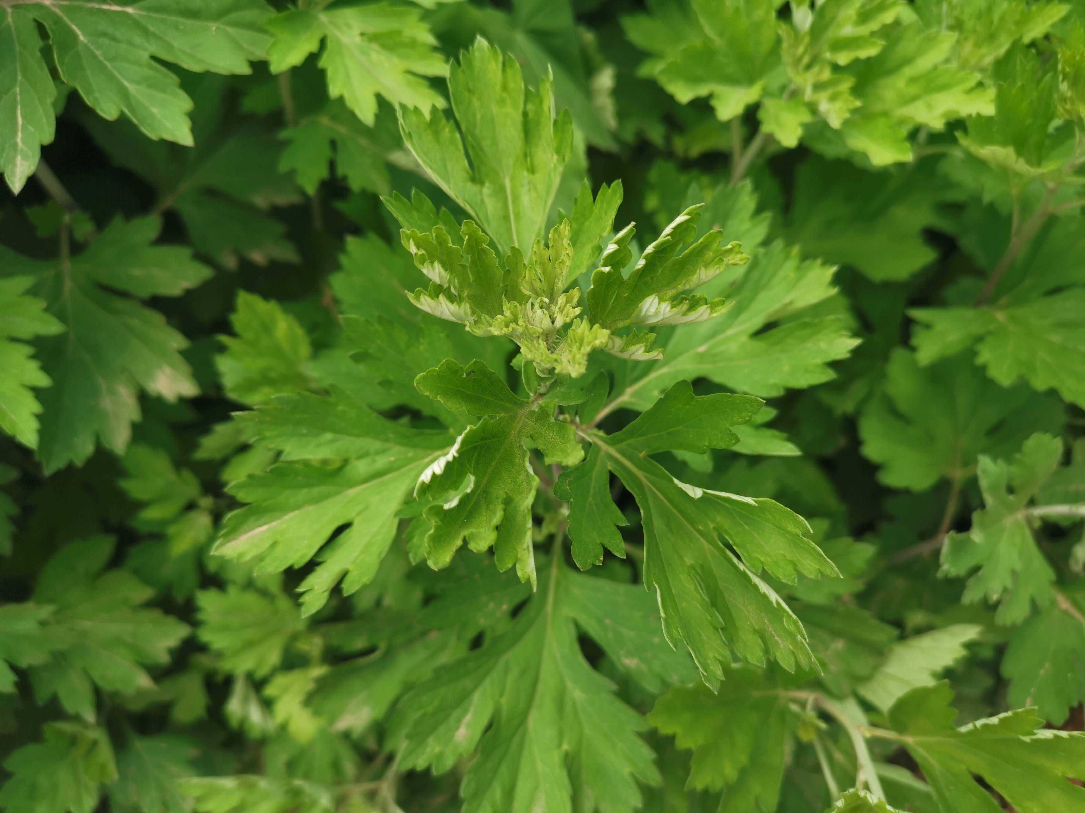 行业喜讯艾草纳入药食同源范畴